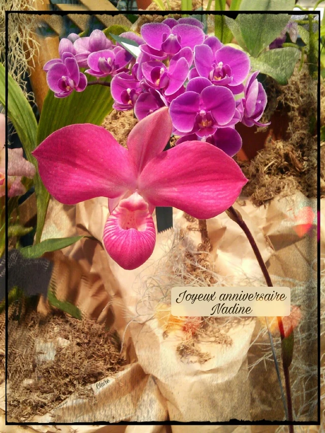 Happybirthday Flowers Image By Claire Belzile 9 Happybirthday Flowers Image By Claire Belzile 9