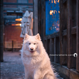 samoyed toronto dogportrait